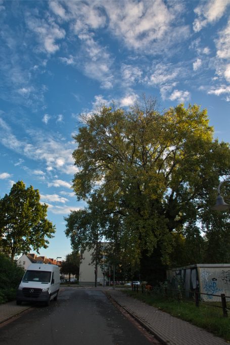 Silberpappel Heimatstraße