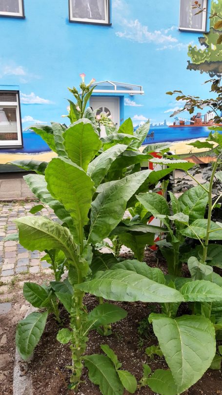Urban Gardening