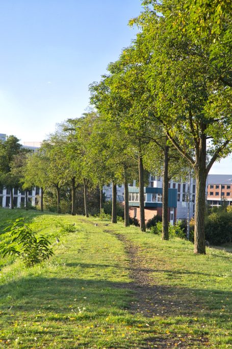 Weg auf dem Deich